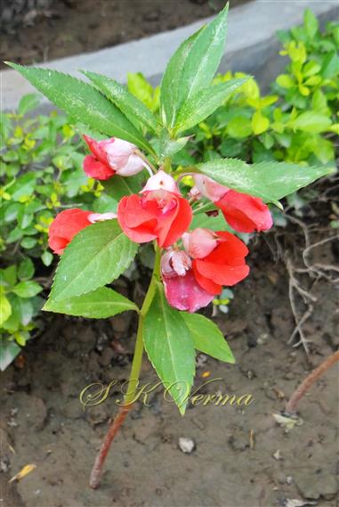  Plant
